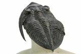 Fossil Zlichovaspis Trilobite - Atchana, Morocco #359149-4